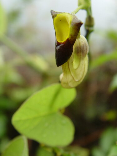 Aristolochia kaempferi iNat (2)