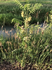 Glycyrrhiza lepidota