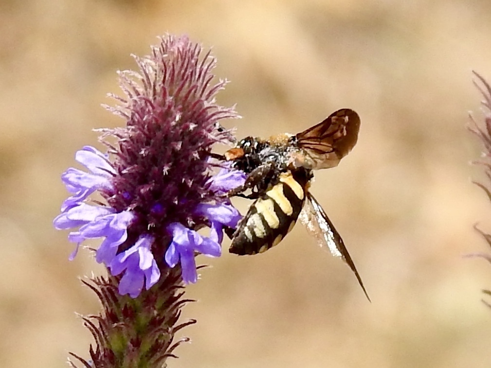 Interrupted Xeromelecta