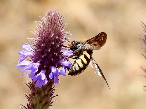 Interrupted Xeromelecta
