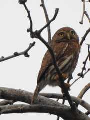 Glaucidium palmarum