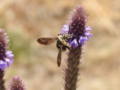 Brachymelecta interrupta