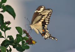 Heraclides cresphontes