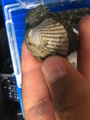 Clinocardium nuttallii