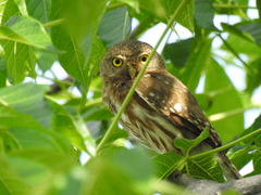 Glaucidium palmarum