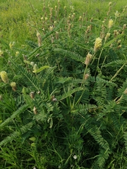 Astragalus alopecurus