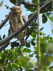 Glaucidium palmarum