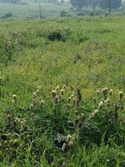 Astragalus alopecurus