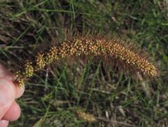 Setaria viridis major