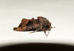 Euplexia