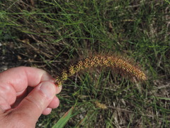 Setaria viridis major