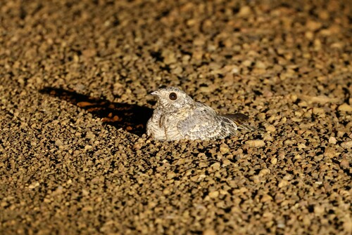iNaturalist image