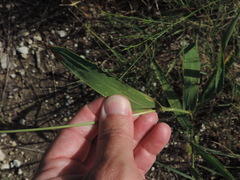 Setaria viridis major