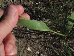 Setaria viridis major