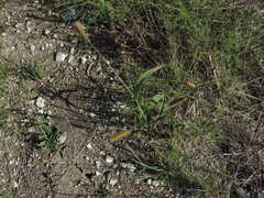 Setaria viridis major