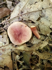 Gyroporus purpurinus