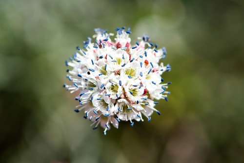 Malesherbia fasciculata (Malesherbia fasciculata)