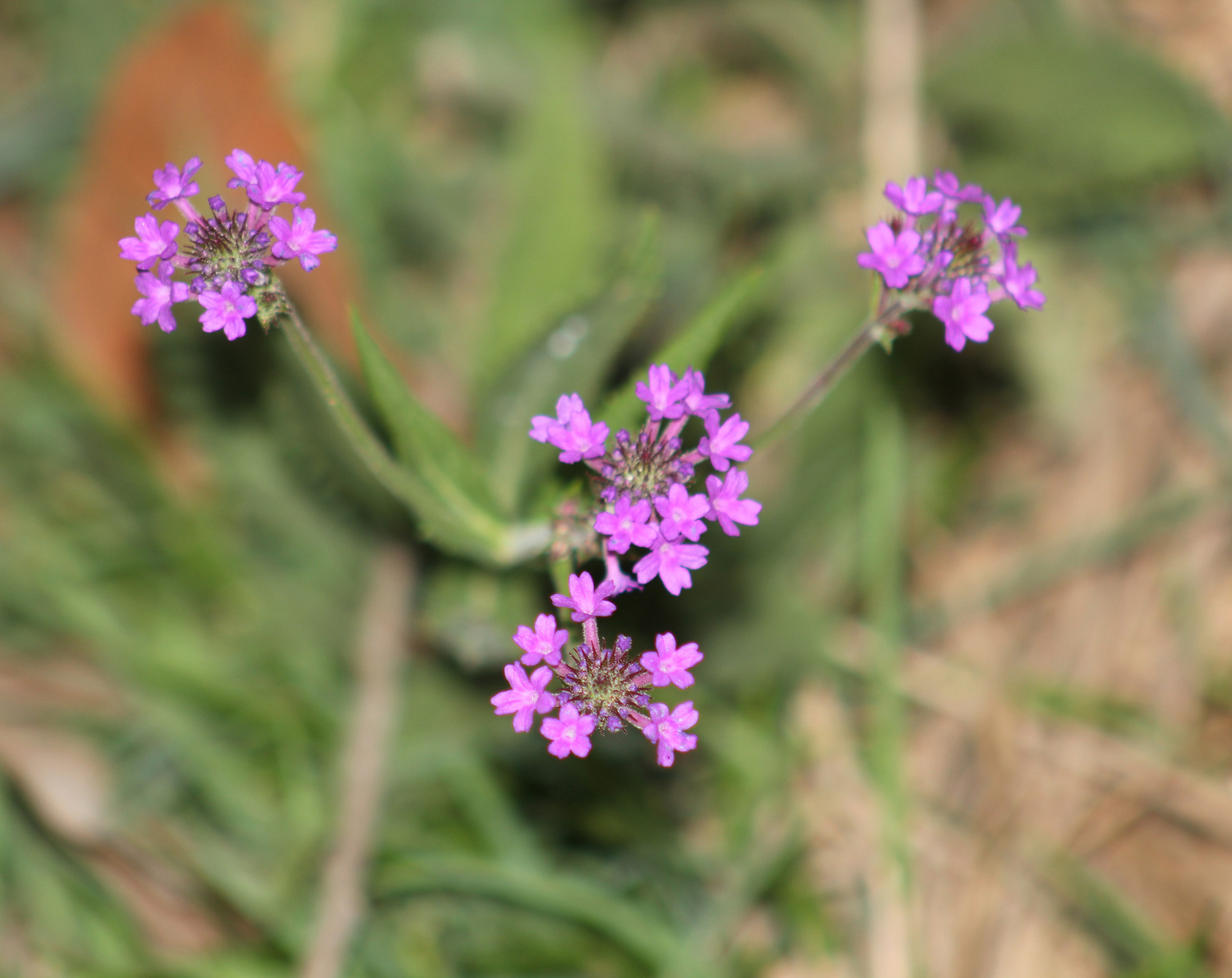 Verbena rigida