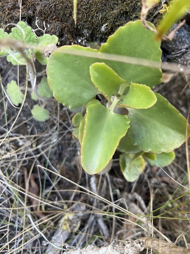 Kalanchoe sexangularis