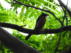 Granatellus venustus