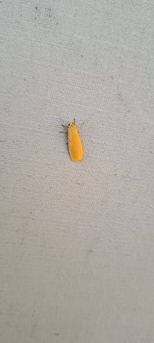 Pusiola cinerella