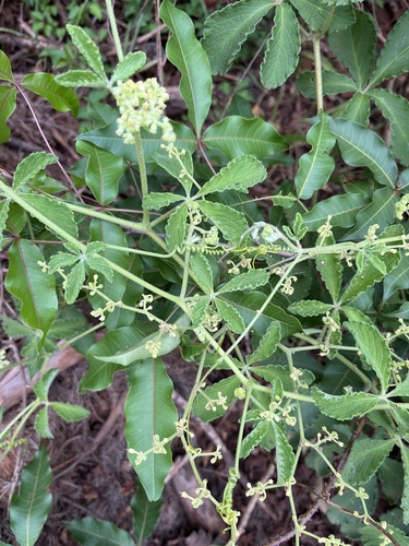 Cyphostemma puberulum