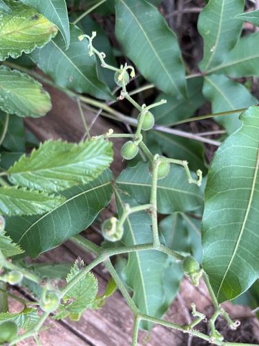 Cyphostemma puberulum