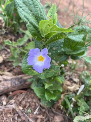 Thunbergia natalensis (Thunbergia natalensis)