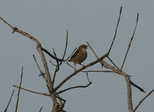 Dorst's Cisticola (Cisticola guinea), photo 10