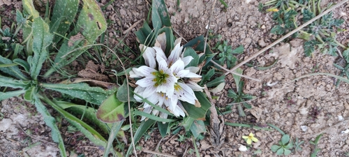 Colchicum europaeum