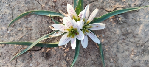 Colchicum europaeum