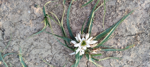 Colchicum europaeum