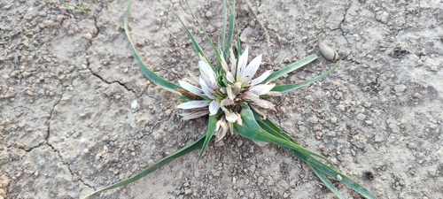Colchicum europaeum