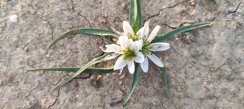 Colchicum europaeum