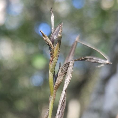 Image of Tillandsia Loliacea (Tillandsia loliacea) by (c) Thomaz Ricardo Favreto Sinani, some rights reserved (CC BY)