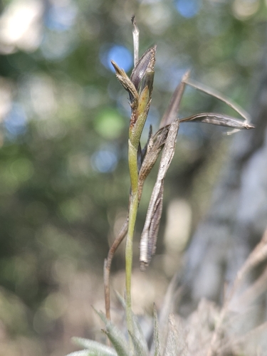 Image of Tillandsia loliacea by (c) Thomaz Ricardo Favreto Sinani, some rights reserved (CC BY)