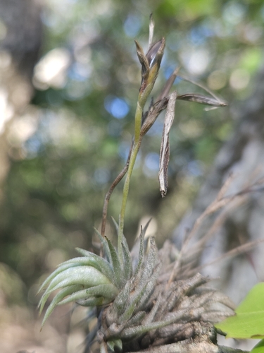 Image of Tillandsia loliacea by (c) Thomaz Ricardo Favreto Sinani, some rights reserved (CC BY)
