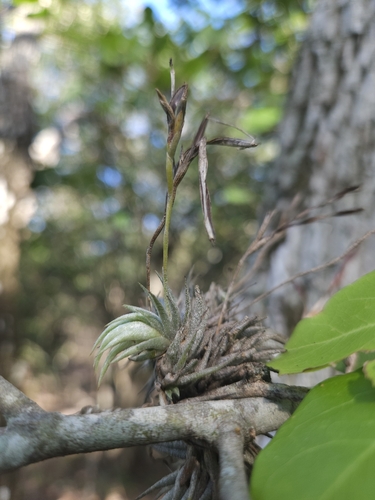 Image of Tillandsia Loliacea (Tillandsia loliacea) by (c) Thomaz Ricardo Favreto Sinani, some rights reserved (CC BY)