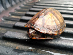 Kinosternon scorpioides