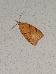 Cenopis reticulatana
