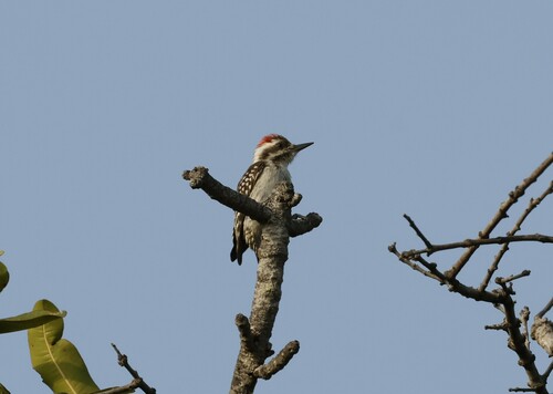 Brown-backed Woodpecker (Dendropicos obsoletus), photo 4