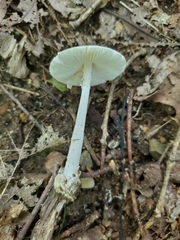 Amanita suballiacea