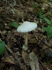 Amanita suballiacea