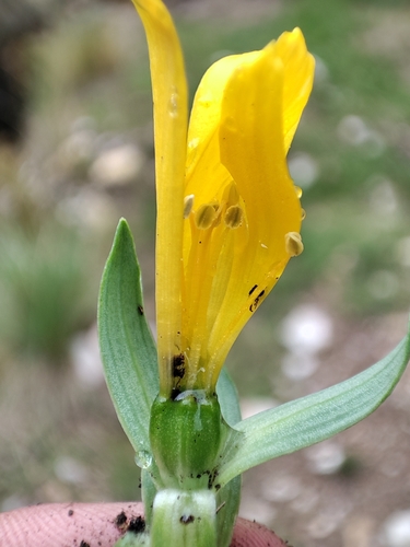 Alstroemeria pygmaea (Alstroemeria pygmaea)