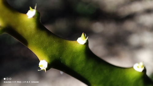 Image of Harrisia martinii by (c) Thomaz Ricardo Favreto Sinani, some rights reserved (CC BY)