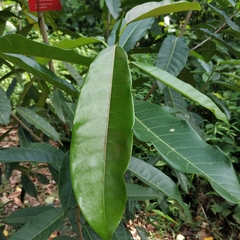 Ficus annulata