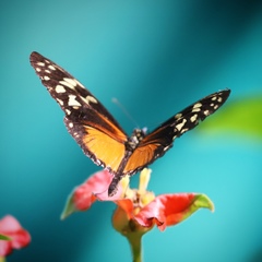Heliconius hecale zuleika