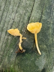 Cantharellus persicinus