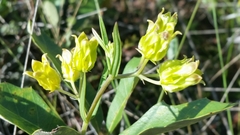 Asclepias pedicellata image