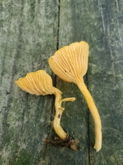 Cantharellus persicinus
